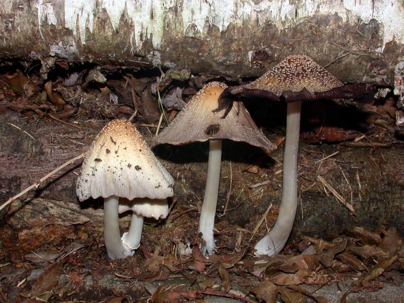 Coprinus